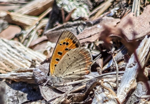 Small Copper