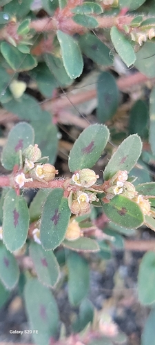 Spotted spurge