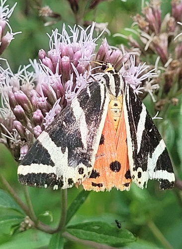 Jersey Tiger
