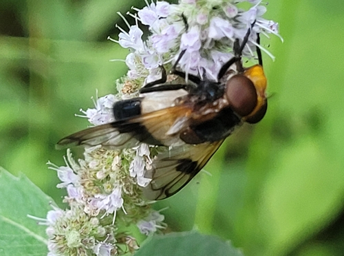 Pellucid Hover Fly