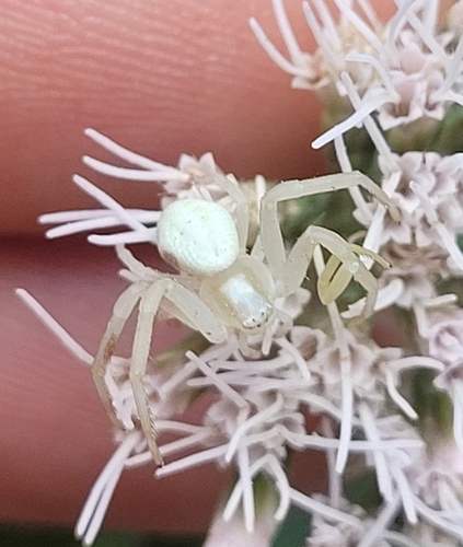 Goldenrod Crab Spider