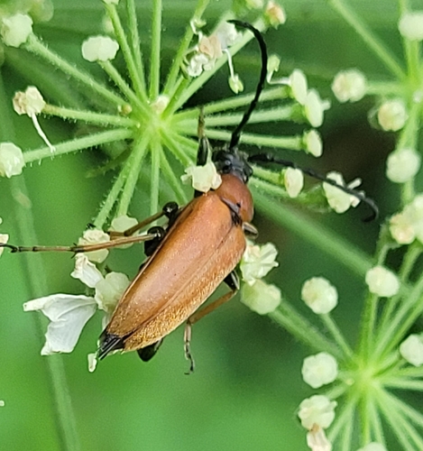 Red Pine Longhorn Beetle