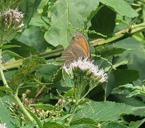 Meadow Brown