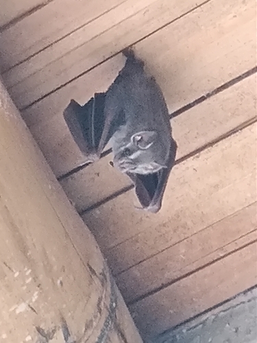 Common tent-making Bat