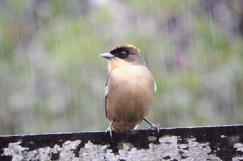 Black-goggled Tanager