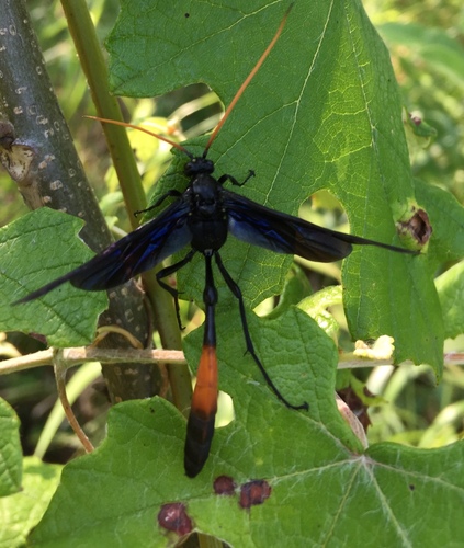 Thyreodon fernaldi · iNaturalist