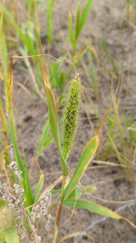 Green Bristle Grass