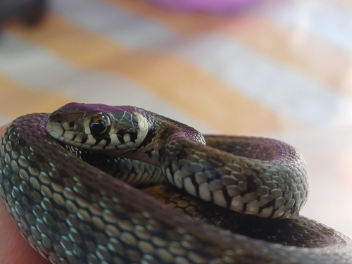 grass snake