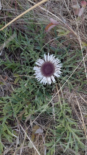 Silver Thistle