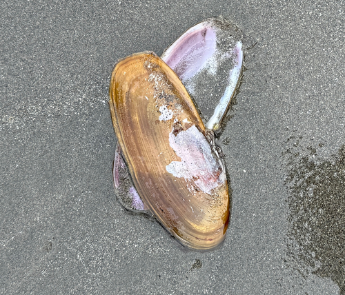 Pacific Razor Clam