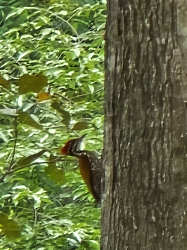 Greater Flameback
