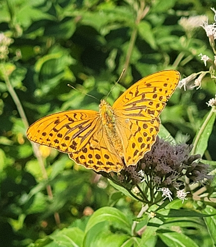 Silver-washed Fritillary