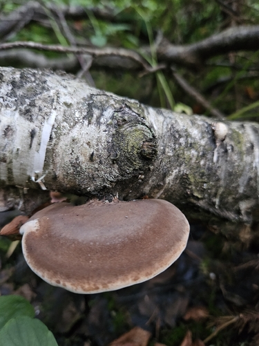 birch polypore
