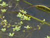 Winged Water-Starwort - Photo (c) Jim Roberts, all rights reserved, uploaded by Jim Roberts