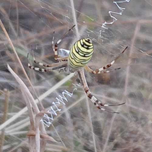 Wasp Spider