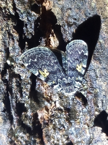 Idia calvaria