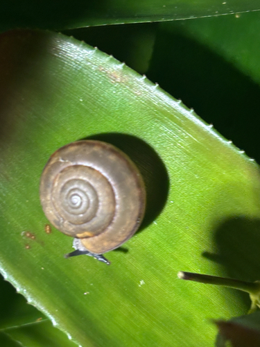 Siamese Common Snail