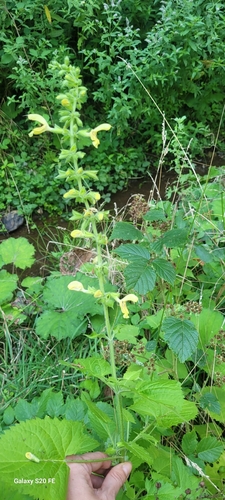Sticky Sage