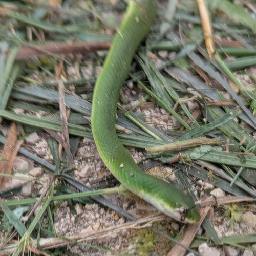 Smooth Greensnake
