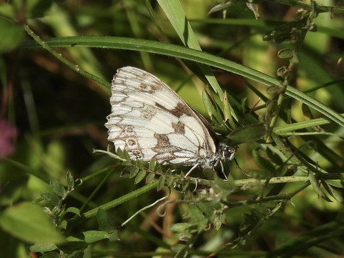 Marbled White