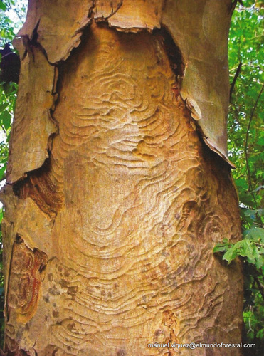 Pseudalbizzia niopoides