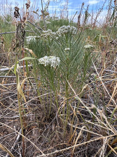 plains milkweed