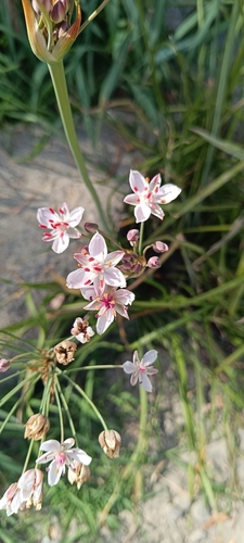 Flowering-rush
