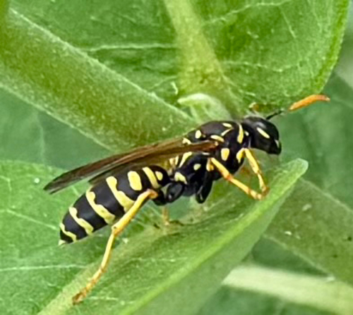 European Paper Wasp