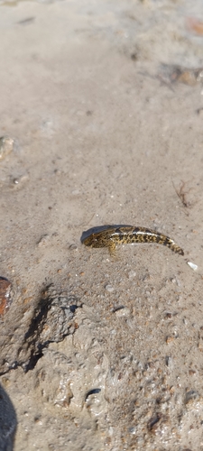 Western Tubenose Goby