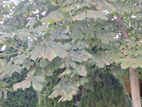 Horse-chestnut Leafminer
