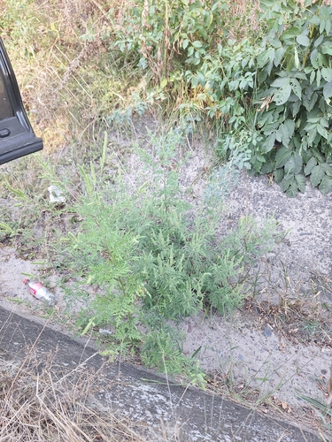 common ragweed