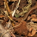 São Tomé Island Leaf-litter Skink - Photo (c) Fábio Olmos, all rights reserved, uploaded by Fábio Olmos
