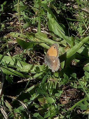 Small Heath