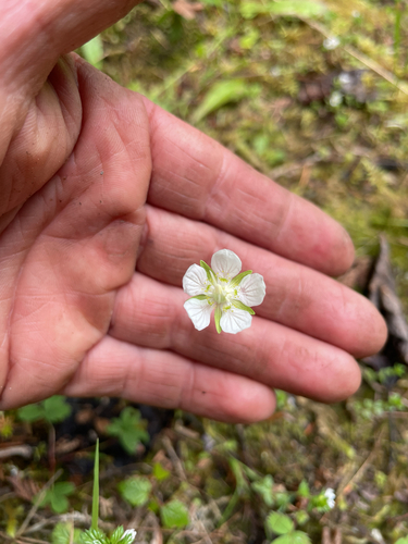 marsh grass-of-Parnassus