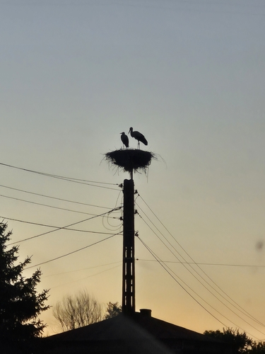 White Stork