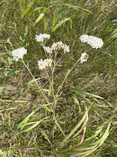 boreal yarrow