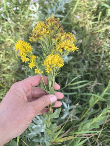 stiff-leaved goldenrod