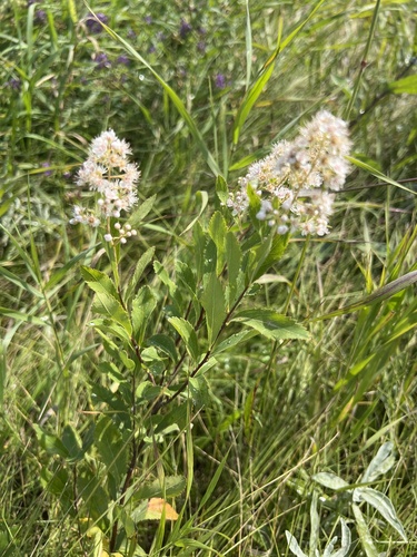 white meadowsweet