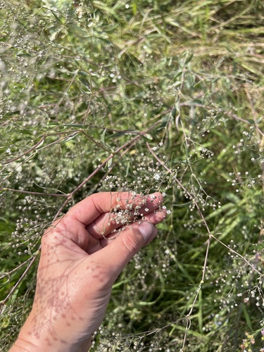 baby's-breath
