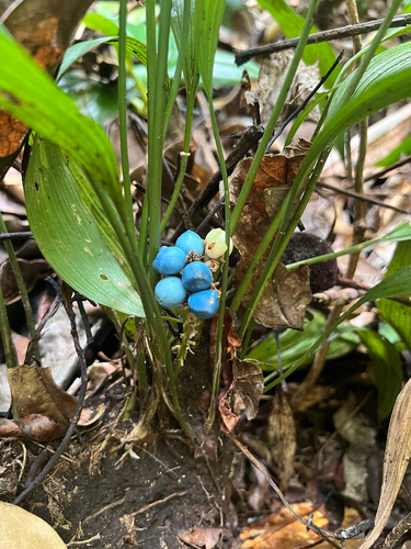 Peliosanthes teta