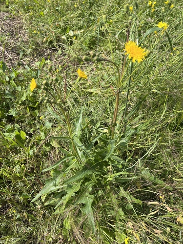 Perennial Sow Thistle