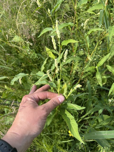 pale smartweed