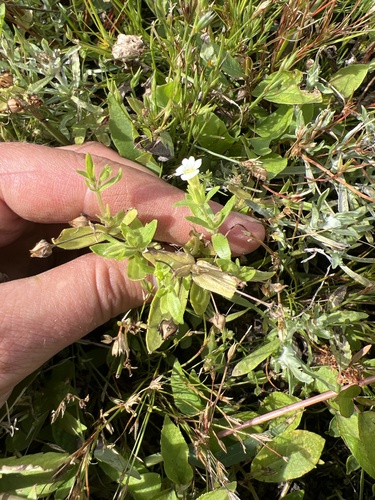 clammy hedge-hyssop