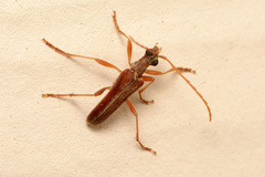 Stenocorus cinnamopterus image
