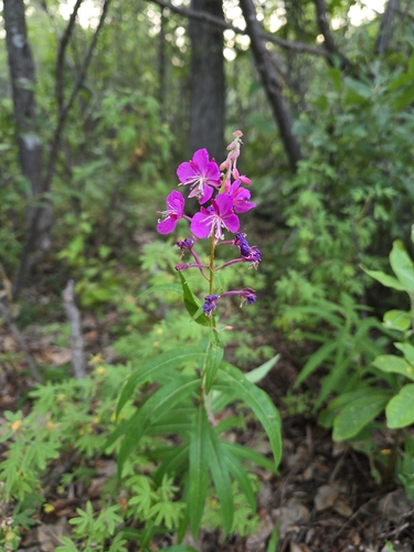 fireweed