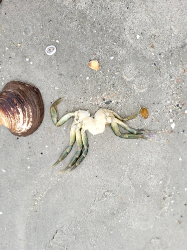 European Green Crab