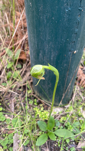 Nodding Greenhood