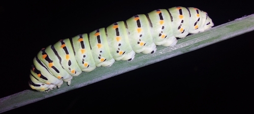 Old World Swallowtail
