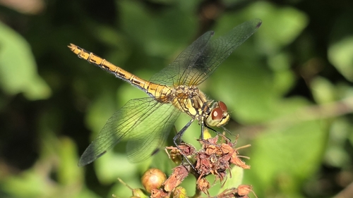 Ruddy Darter
