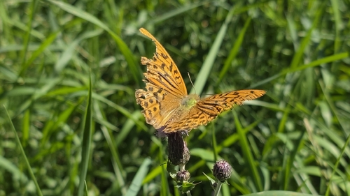 Silver-washed Fritillary